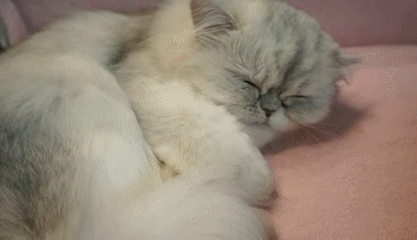 壁纸 动物 猫 猫咪 小猫 桌面 376_217 gif 动态图 动图