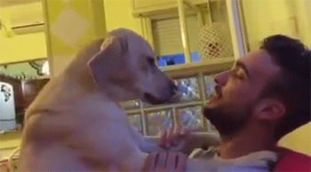 《抱抱求原谅的狗》没关系不管做了什麼我都原谅你