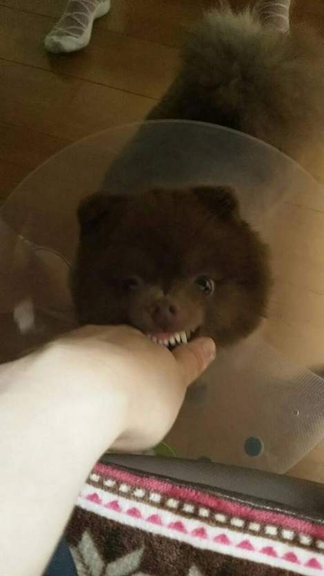 其实有些狗狗连咬人的样子都跟熊熊很像哦xd