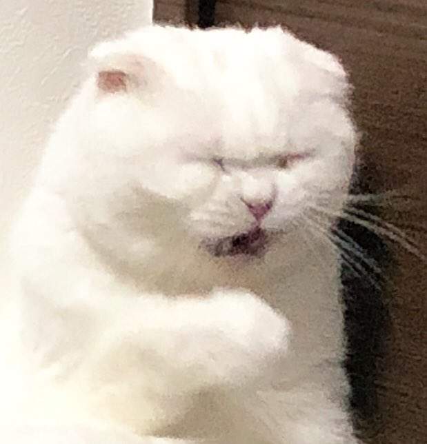 《被魔鬼附身的猫咪》为什麼一打哈欠表情就变狰狞Ψ