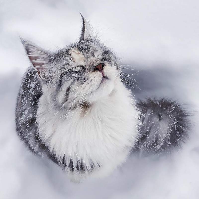 超霸气《雪地里的缅因猫》仿佛在雪中的小狮子帅到不行