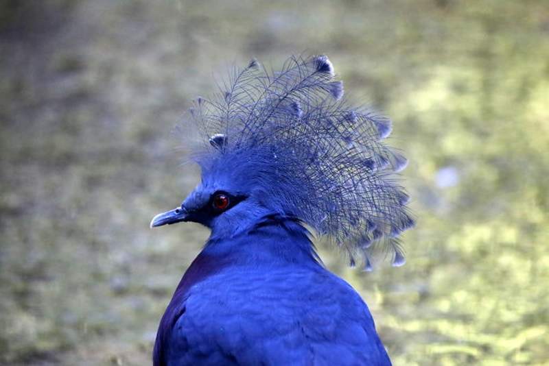 世界最美鸟类之一《维多利亚冠鸠》扇形头冠搭配灰蓝毛色让人一眼就爱