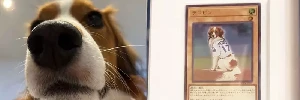 KONAMI將大谷翔平的愛犬做成遊戲王卡 狗狗是降臨在投手丘上的幸福天使…more