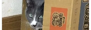 《學不乖的貓奴們》買什麼寵物床給貓咪都沒用 終究比不上免費的紙箱，對吧?