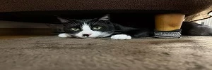 日本網友自稱可以看出《黑白八字貓的性別》大家都來曬貓照考考他了