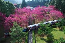 從日月潭纜車看見「村上春樹」