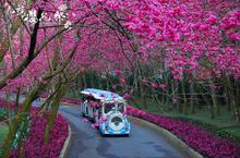 2015九族櫻花祭驚豔你的2月天 年前出遊賞花享優惠避車潮