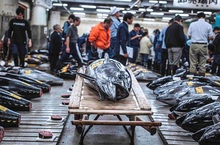 人氣壽司店主廚大力推薦 造訪築地前必看《築地市場：和食之心》10月28日美味上映