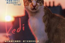 《愛貓之城》Kedi