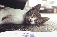 用喵星人視角說街貓故事《我是一隻貓》可愛萌翻又充滿省思的紀錄片  國際注目貓村猴硐親切入鏡人貓共存不是夢《我是一隻貓》5月4日在台上映