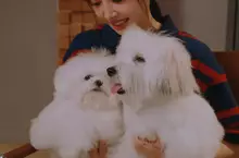 「華語流行天后」JOLIN 蔡依林相隔六年的全新專輯《Pleasure》已於全球各大數位音樂平台同步發行