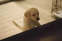 感動22年名作再現大銀幕  《再見了，可魯》推出數位經典重映