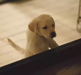 感動22年名作再現大銀幕  《再見了，可魯》推出數位經典重映