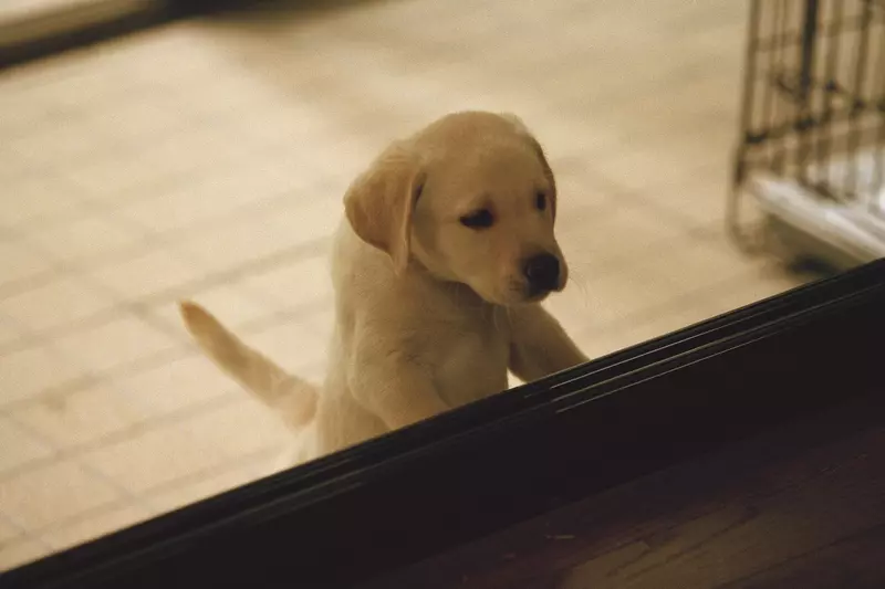 感動22年名作再現大銀幕  《再見了，可魯》推出數位經典重映