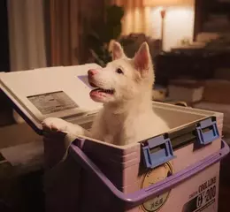 2026泰國現象級票房奇蹟！ 泰國影史最感人「浪浪」電影《伴我一生，感謝你》 毛孩家長戲院爆哭，網掀一片「淚海」