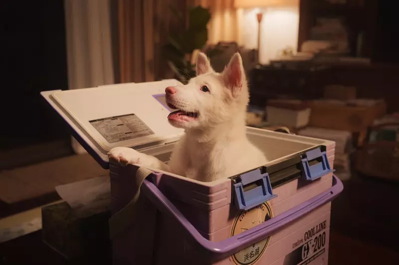 2026泰國現象級票房奇蹟！ 泰國影史最感人「浪浪」電影《伴我一生，感謝你》 毛孩家長戲院爆哭，網掀一片「淚海」