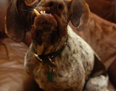 全球最醜狗~醜到超可愛！！