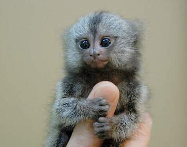 《宅宅Discovery 趴兔》世界上最小的猴子