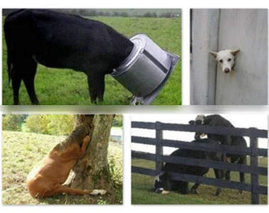 卡住了~卡住了...動物通通被卡住了!