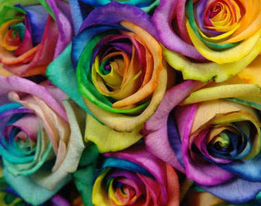 紅色熱情…白色純潔？煩死了彩紅玫瑰全給妳啦！~