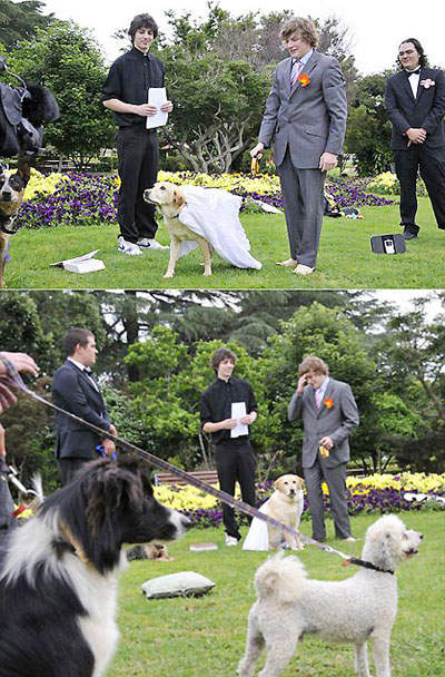 真愛見證!和寵物結婚的男子... - 圖片2 真愛見證!和寵物結婚的男子... - 圖片2