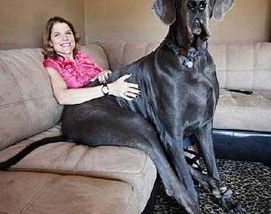 超級無敵大狗狗~比人還要大!