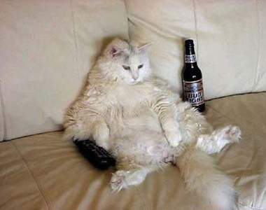 動物坐姿時刻，卡嚓一瞬間！