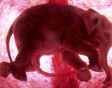 令人驚嘆！動物子宮寫真