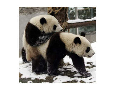 可能是史上最欠扁的熊貓~翻桌胖達!不用熊貓起司就翻桌!!