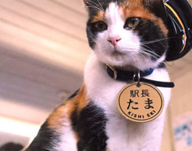 貓咪小玉站長所在地《貓臉車站》新落成!