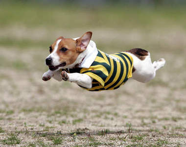 奔跑吧！飛行犬 席捲 日本寵物界