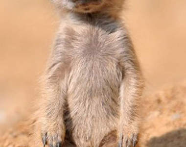 動物不像人,只用站的就有夠可愛~