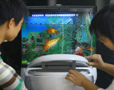 魚缸妹之設缸DIY教學