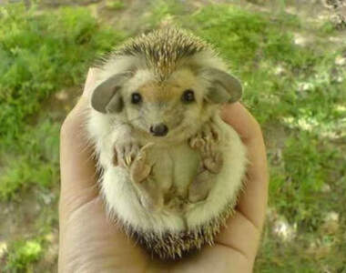 一手就可掌握！迷你動物全都錄！