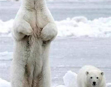 超～好客北極熊 禮貌幾罷婚！