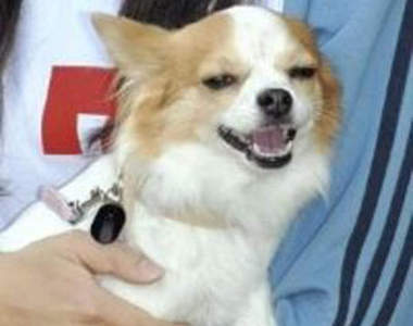 最可愛警犬：吉娃娃小桃