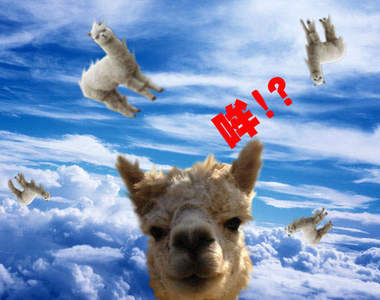 從天而降之神啊！來顆正露丸吧～