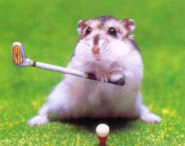 超級可愛小倉鼠~好想給你親一下!!