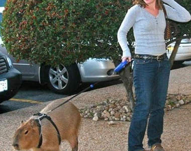 現在寵物不只有貓有狗~~~