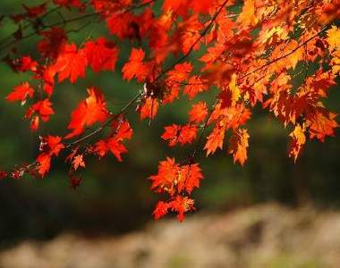 哪裡賞楓超浪漫? 韓楓直擊(上)