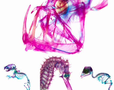 世界最漂亮的「透明標本」簡直美呆了