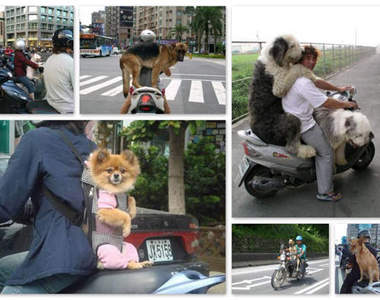 《狗狗要也要上路了》主人!要騎慢點啊~