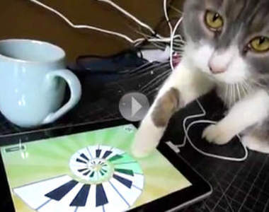 逗趣貓咪玩i pad