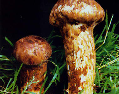 你想吃吃松茸了嗎？(○´Д｀○)