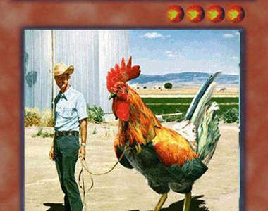 網路KUSO十大神獸總整理!