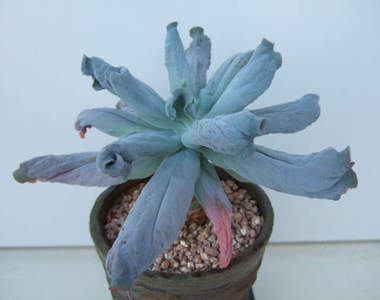 通通吃光光!自然界十種兇猛食蟲草