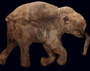 《長毛象》被凍結4萬年~