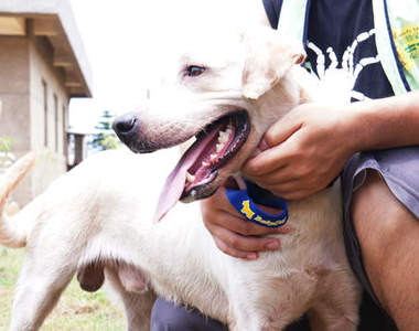 新屋收容所 不想被倒數計時的小生命們!