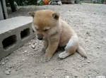 2010日本雅虎〝動物影片〞網友票選10大影片 2010日本雅虎〝動物影片〞網友票選10大影片