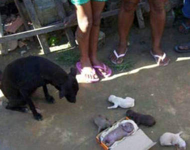 驚恐!俄羅斯發現狗怪胎身體微藍酷似男嬰!